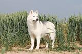 SIBERIAN HUSKY 129